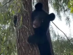 Скачать видео: 小黑熊爬在树上还挺可爱的，好像熊猫呀