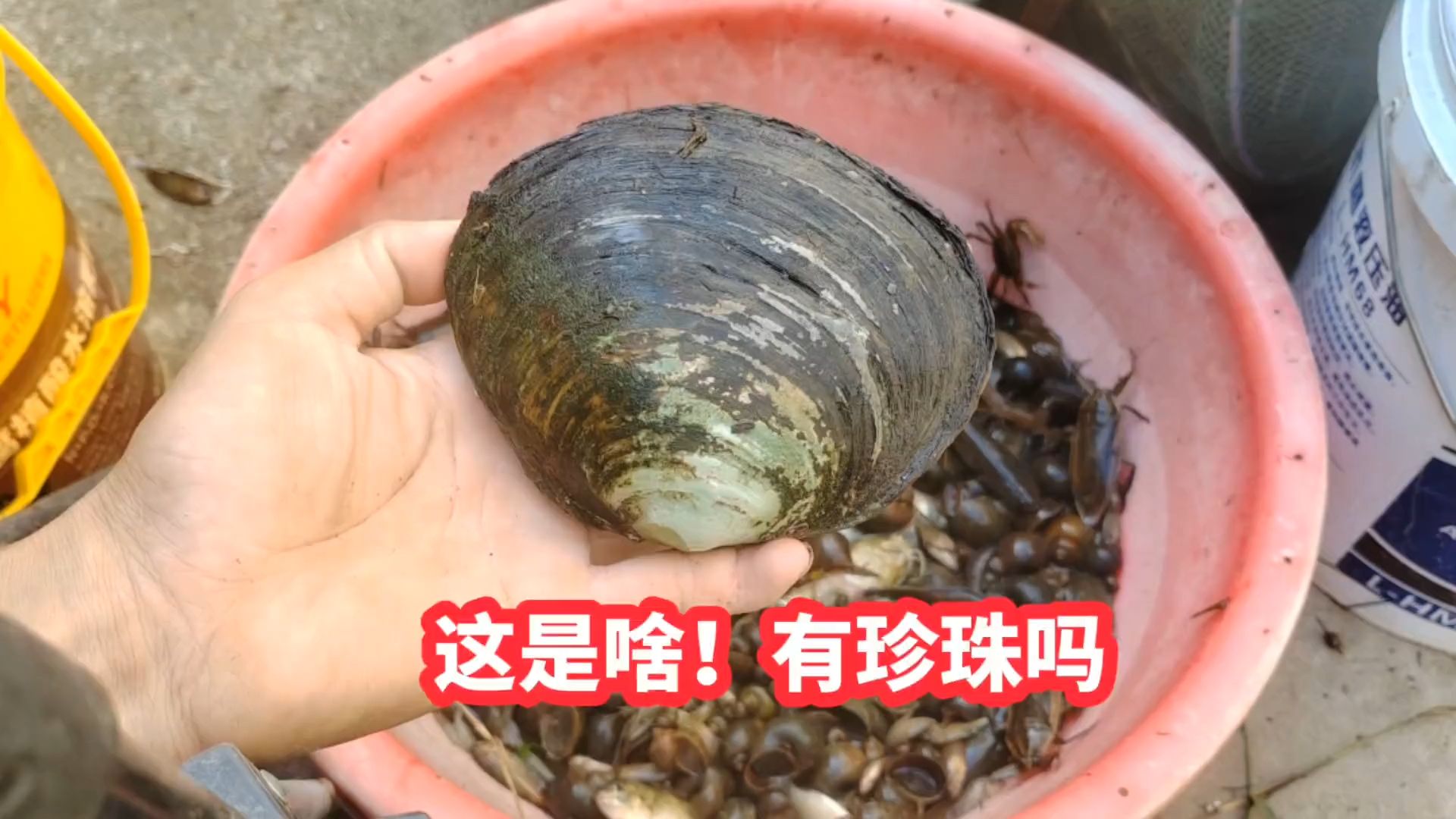 捡到一个大贝壳,里面会有珍珠吗?