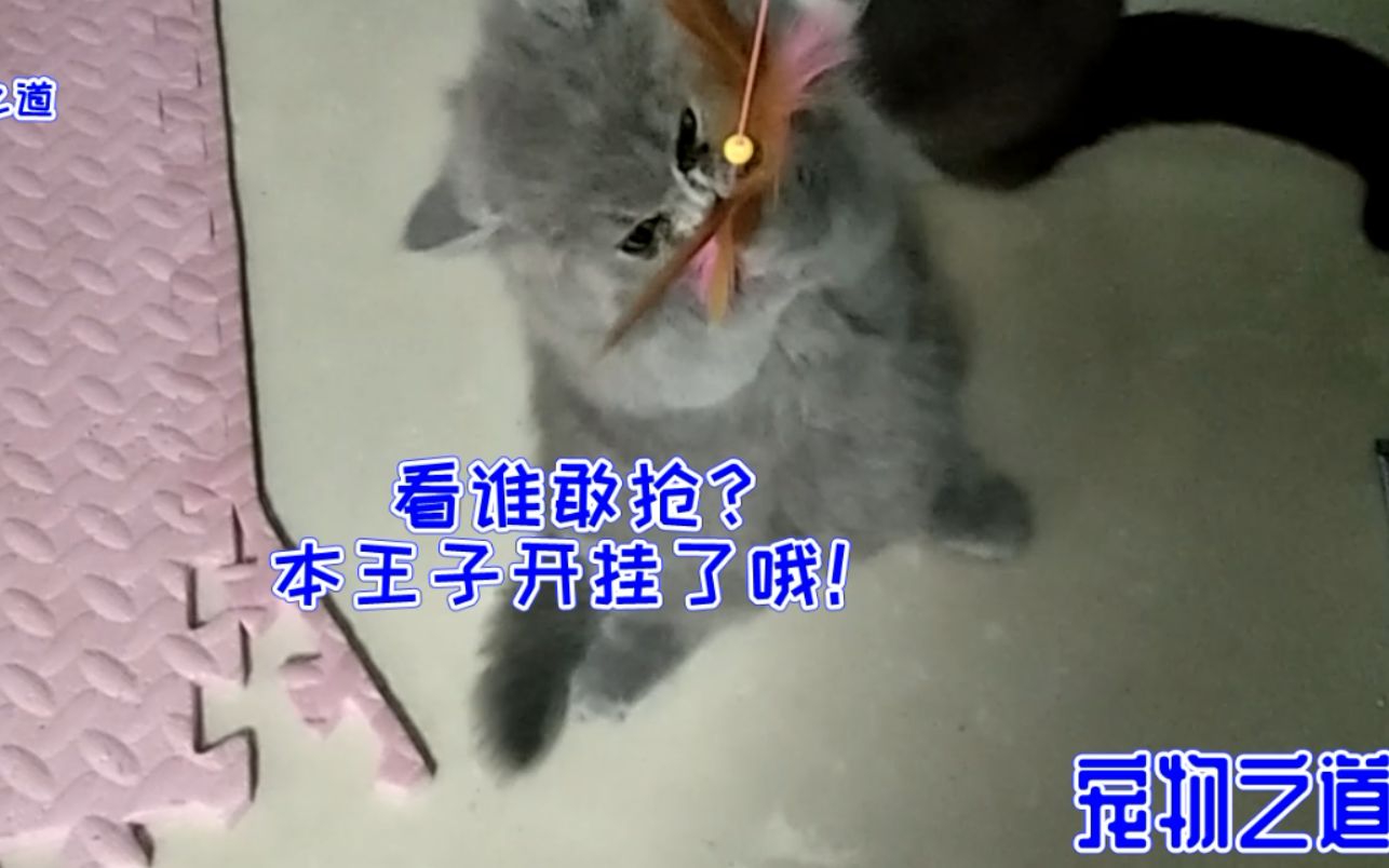 主人和几只小猫玩,小胖猫独霸玩具还发威,低吼声吓退其他小猫,奶凶奶凶的样子太可爱了哔哩哔哩bilibili