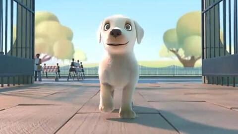 狗狗为了成为导盲犬 克服身材矮小的弱点 并因为意外的事故 哔哩哔哩