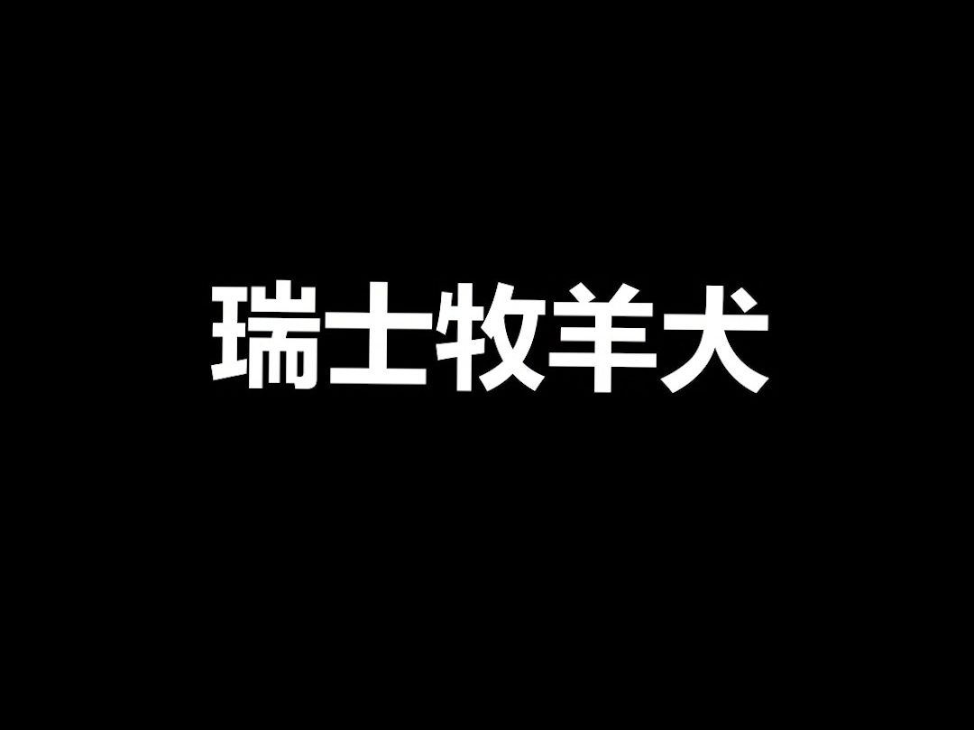 宠物冷知识:白色德牧?不,人家全名叫瑞士牧羊犬,但本质上.....就是白色德牧哔哩哔哩bilibili