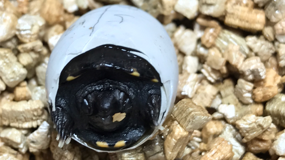 头盔蛋龟繁殖图片