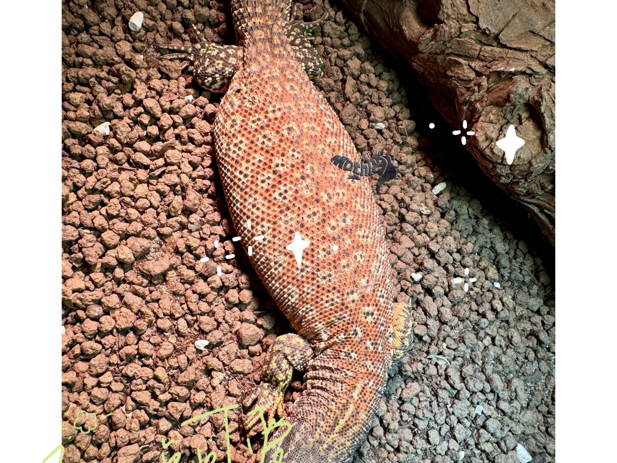 火焰紅刺尾巨蜥