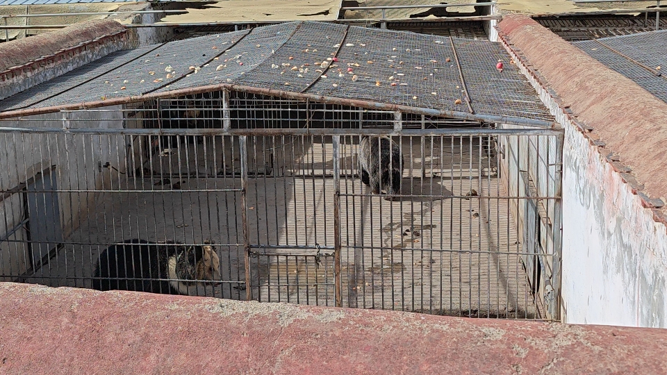 园中园样式(罗布林卡动物园:藏马熊)