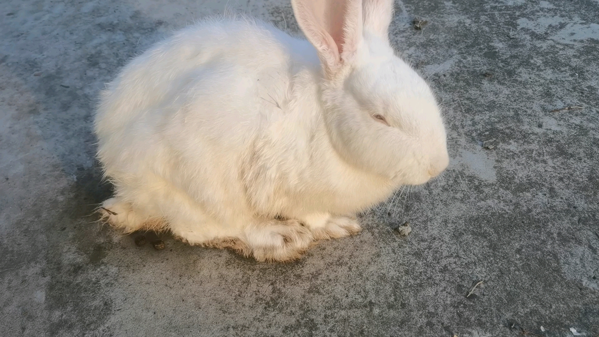 兔子快死了 求帮忙啊 第一次养殖啊