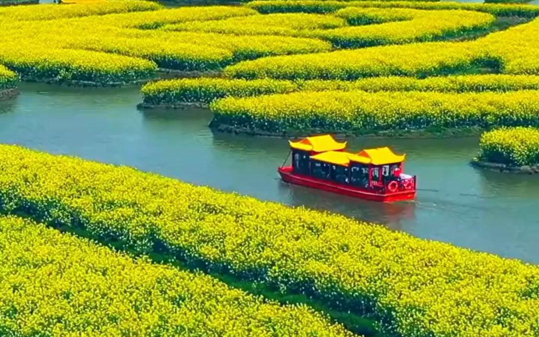 人在画中游,兴化千垛水上油菜花海,小长假可以去看看了.哔哩哔哩bilibili