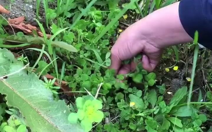 [图]蒸野菜，苜蓿草，以前都是去菜市场买