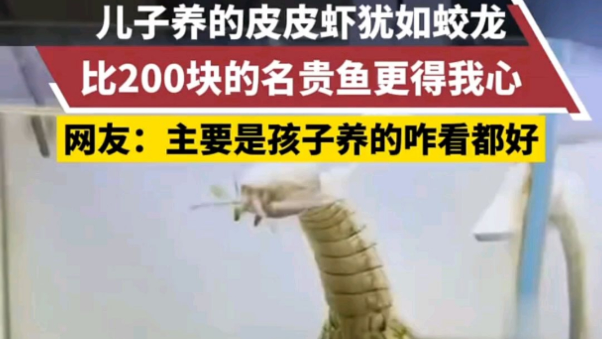 一只胖虎200截图图片