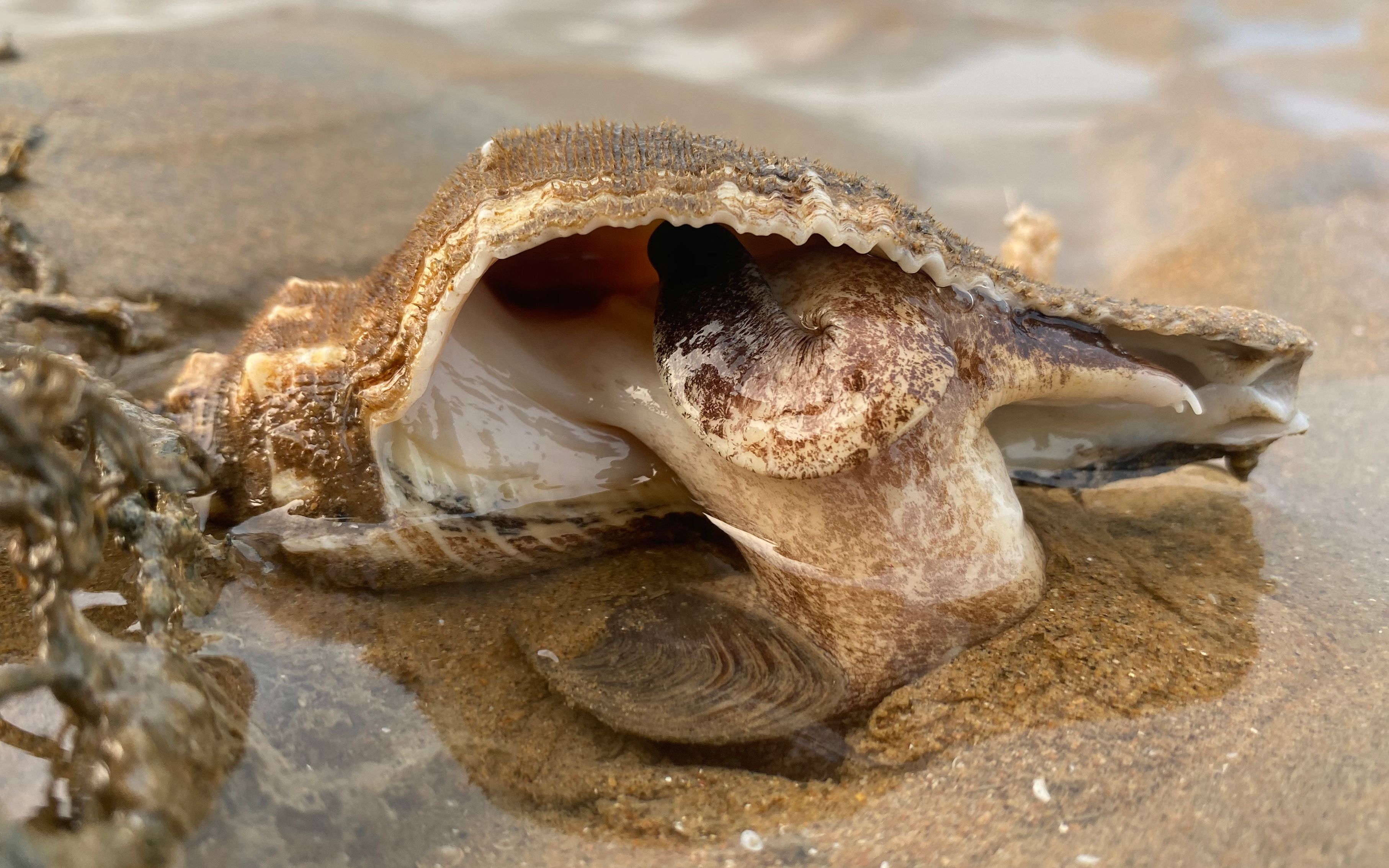大齐赶海捡到号称死前必吃的大响螺带回家做火锅吃了