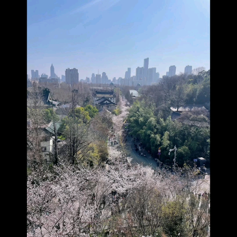 2023年赏樱—南京鸡鸣寺樱花道哔哩哔哩bilibili