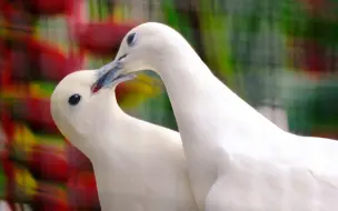 Скачать видео: 香草冰淇淋咕咕，贴贴