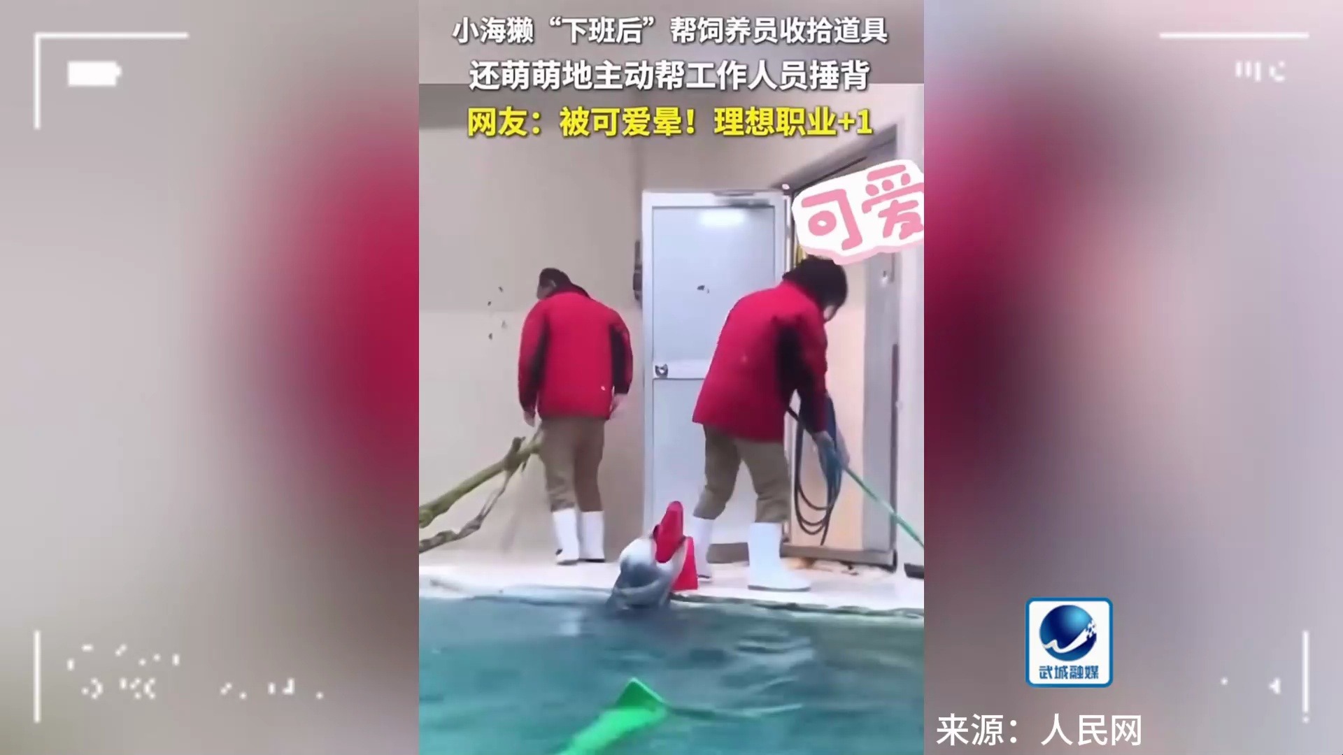 小海獭“下班后”帮饲养员收拾道具,还萌萌地主动帮工作人员捶背,好可爱啊!哔哩哔哩bilibili