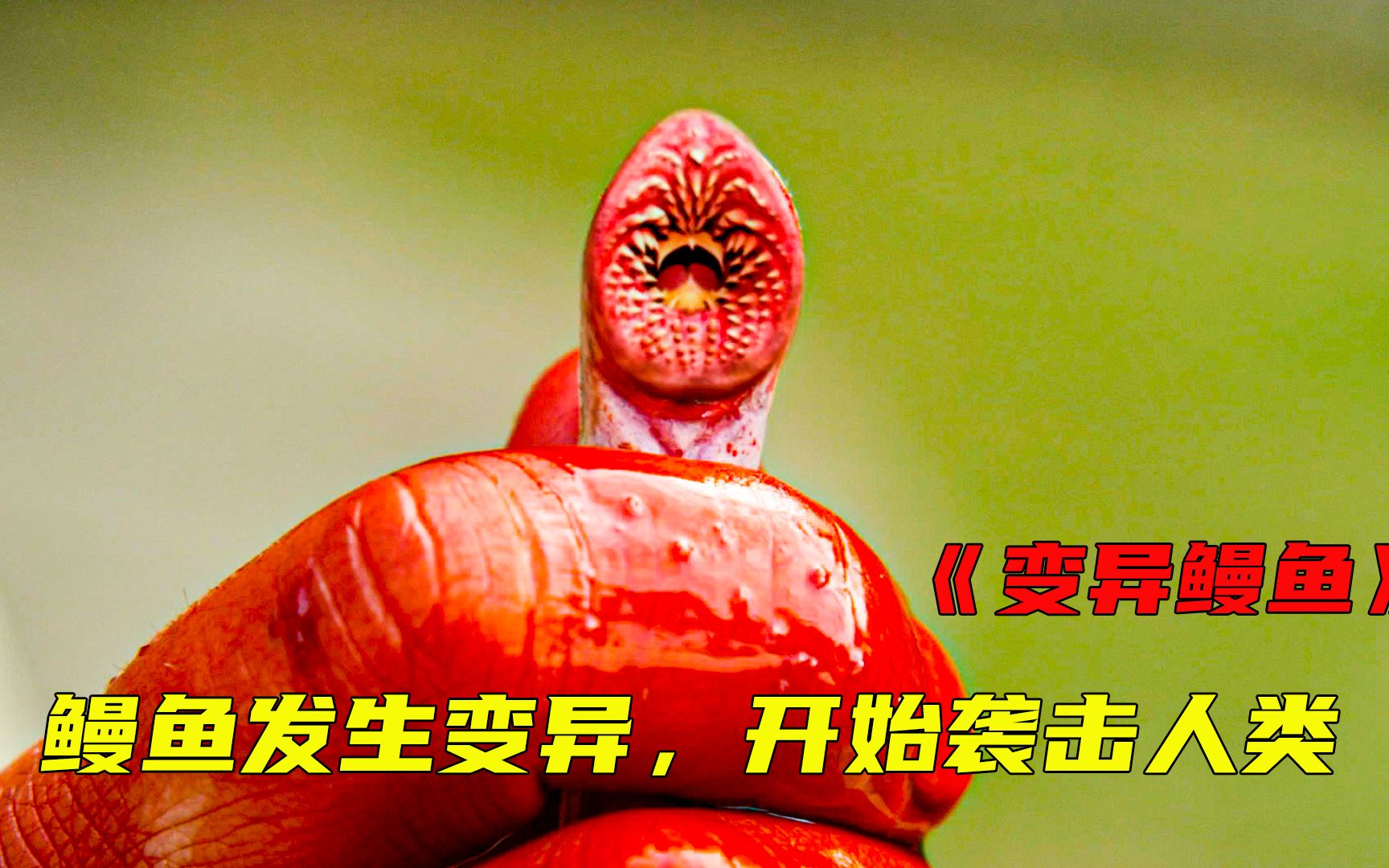 鳗鱼发生了变异,开始袭击人类,整个小镇都成为了他的美餐_哔哩哔哩