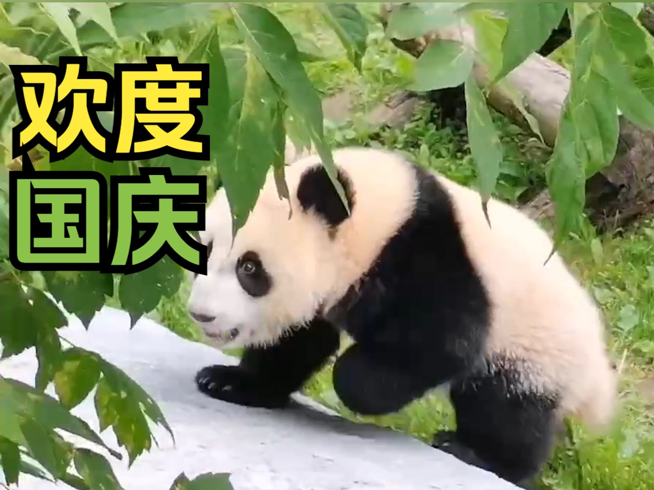 熊猫宝宝欢度俄罗斯国庆日