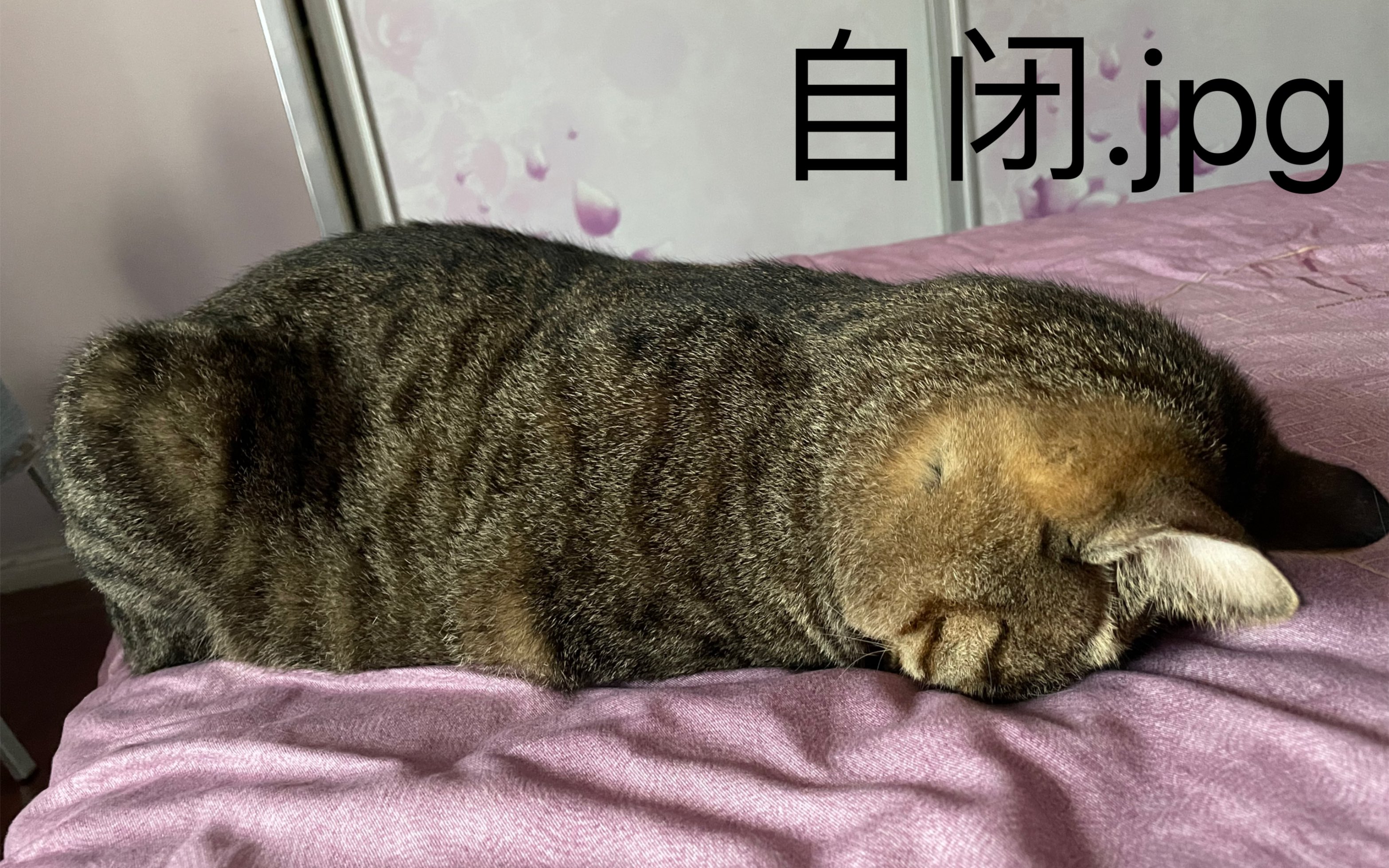 【狸花猫】被rua到自闭的毛团-心爱的阿银小猫24
