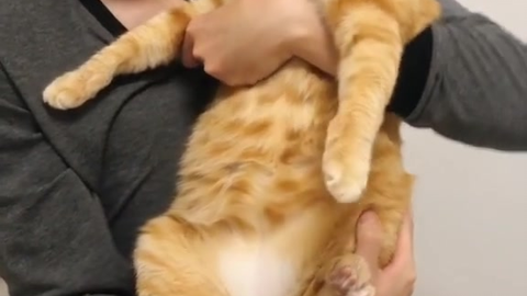听猫猫打呼噜也太安心了 哔哩哔哩 听猫猫打呼噜也太安心了 哔哩哔哩
