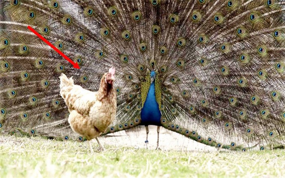 孔雀对着母鸡开屏,接下来忍住不要笑,镜头拍下搞笑过程!