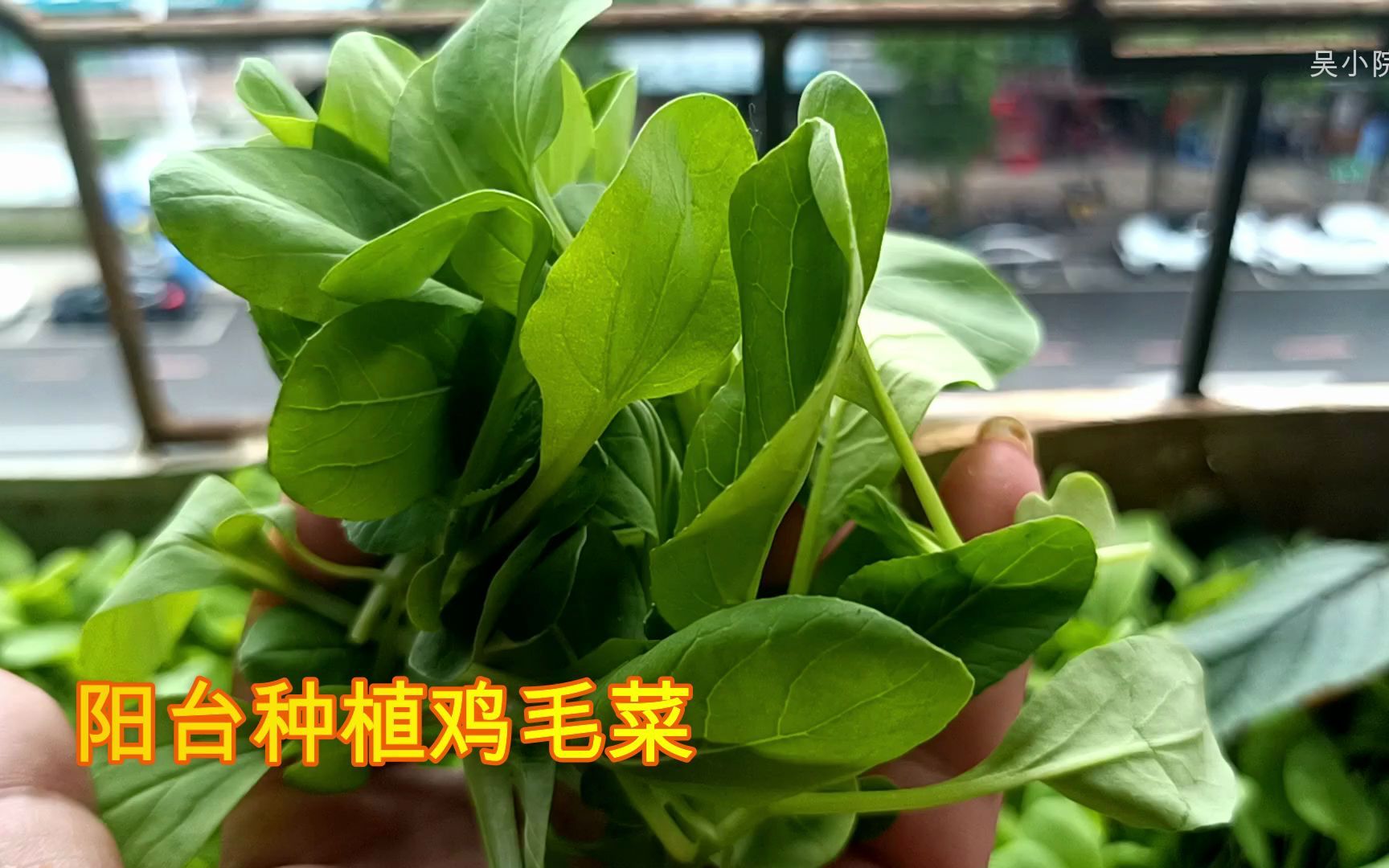 [图]阳台种植鸡毛菜，实现吃菜自由。