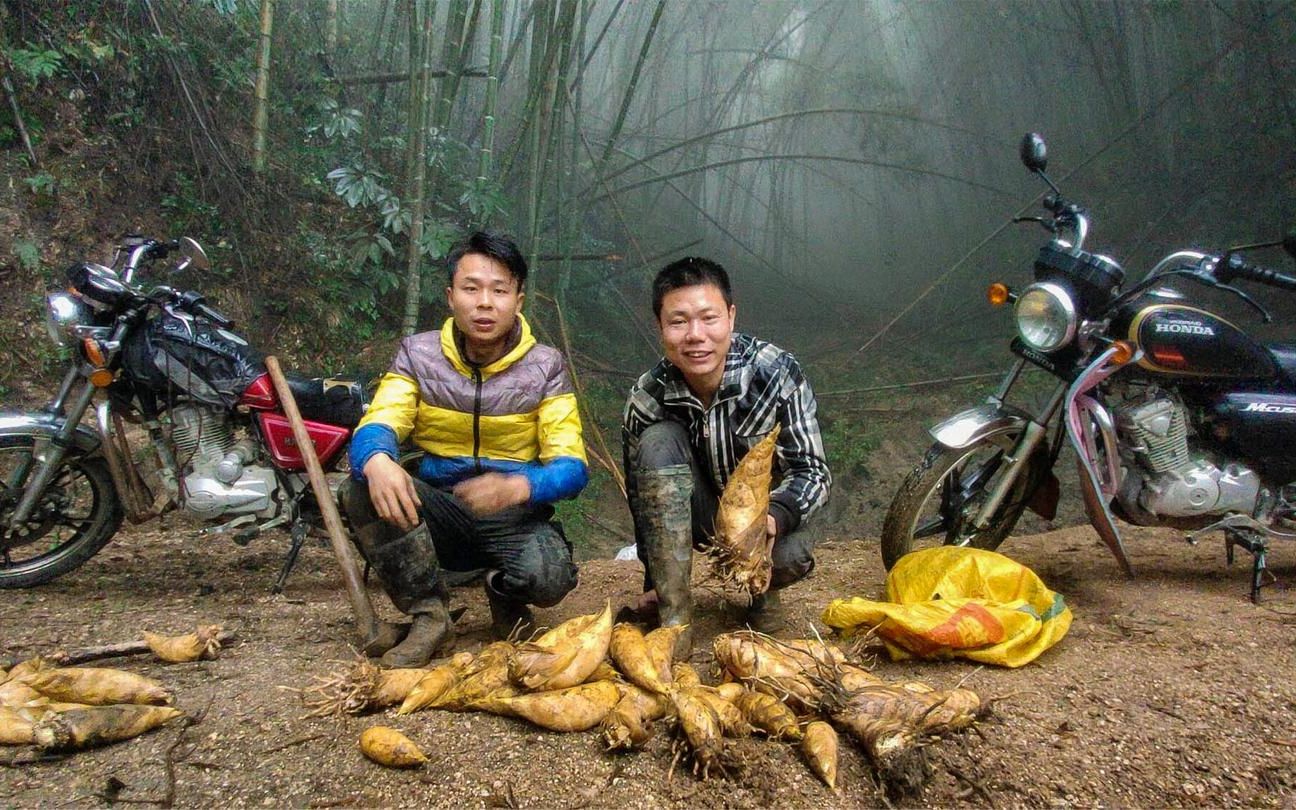 80後挖冬筍最牛的仔,一棵竹子挖12根筍,像是排隊等著被挖_嗶哩嗶哩