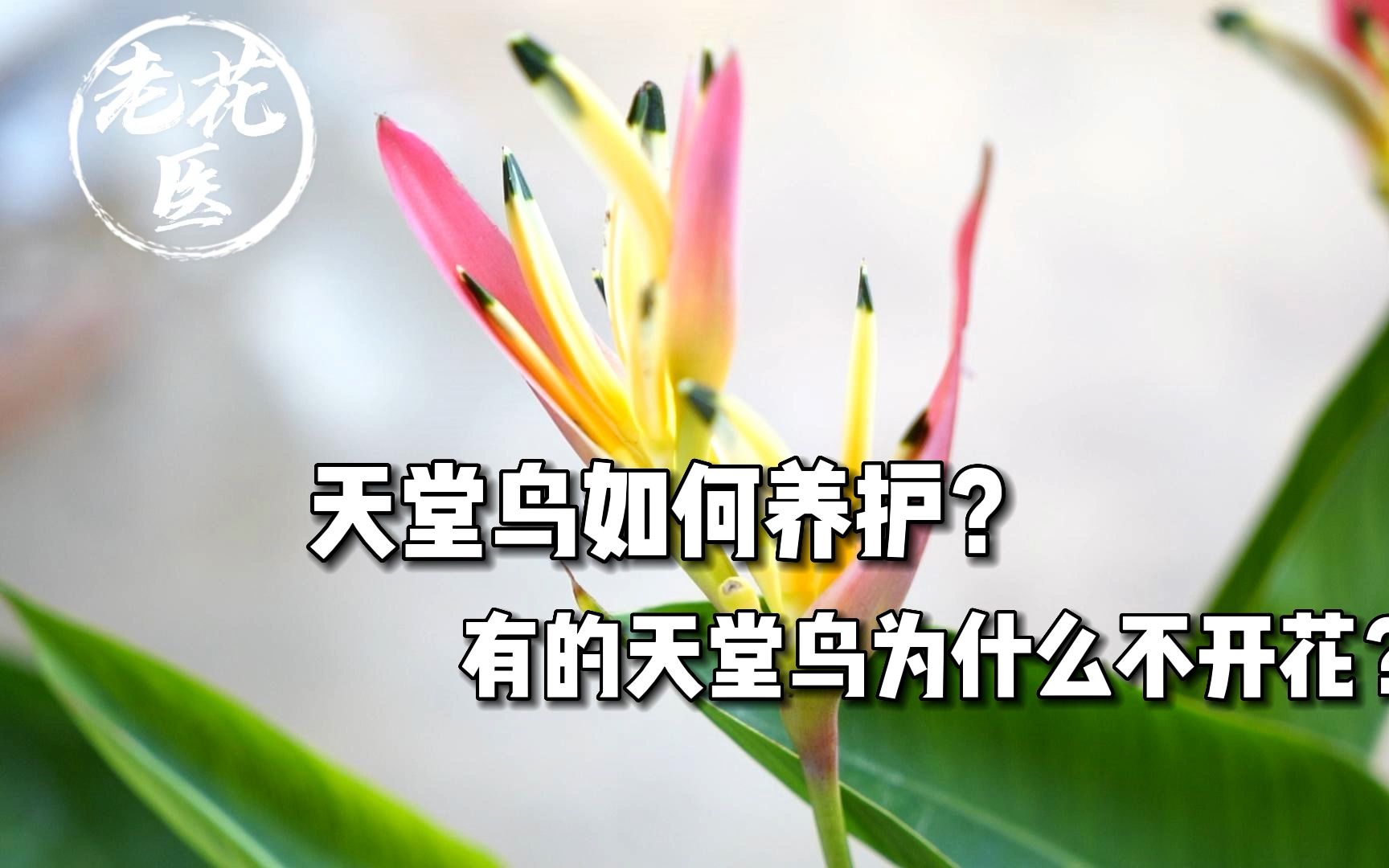 天堂鸟如何养护?为什么有的天堂鸟不开花?哔哩哔哩bilibili