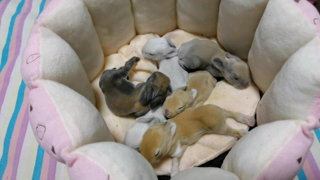 【垂耳兔】新生兔记录-day9