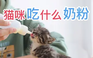 猫咪吃什么奶粉