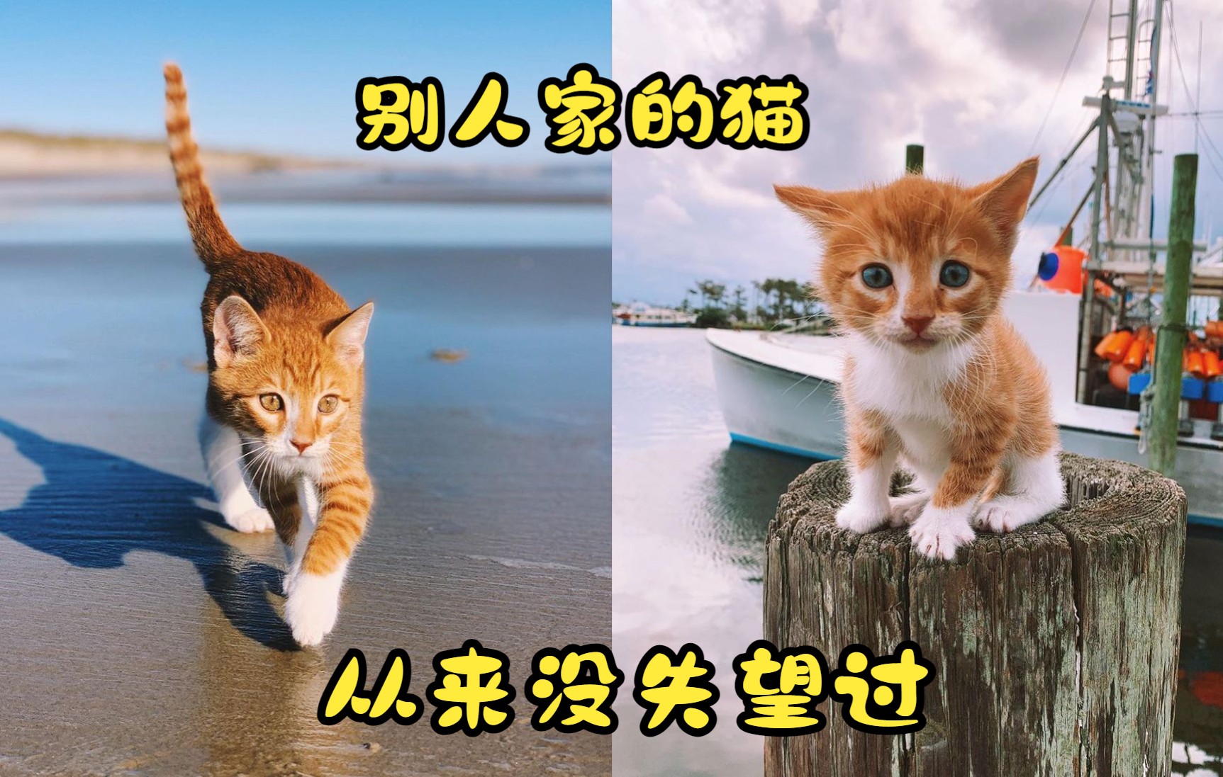 [图]喜爱在大海里游泳的猫咪, 实在是太可爱了, 与家人的生活令人羡慕