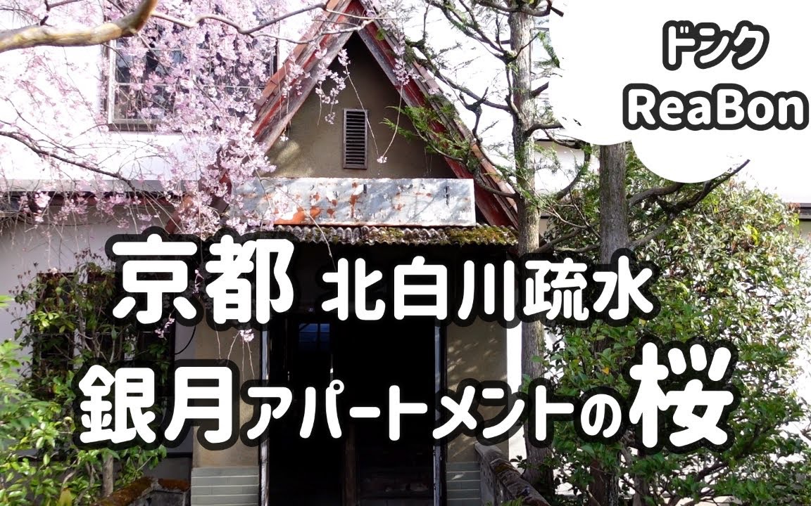 【搬运|京都漫步】樱花季沿着北白川运河漫步|樱花 美食 夏天萤火虫