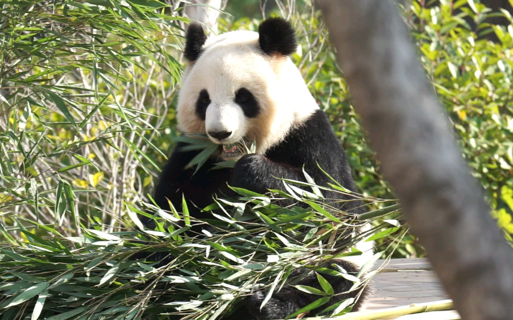【大熊猫大美】竹叶还不错美美挺爱吃的,再不囤点肉肉冬天就要过去啦