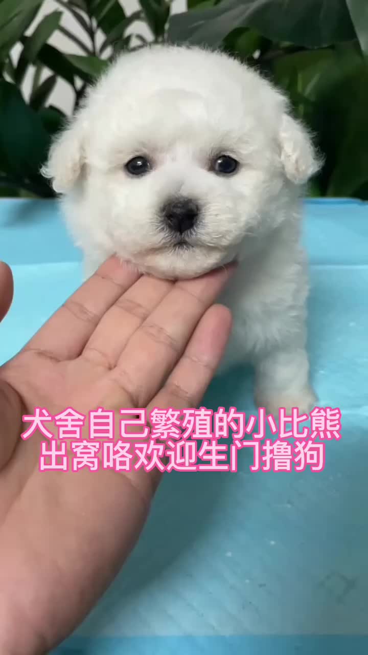 广州宠物狗交易市场,广州买比熊犬狗场犬舍推荐,广州买狗的地方哔哩哔哩bilibili