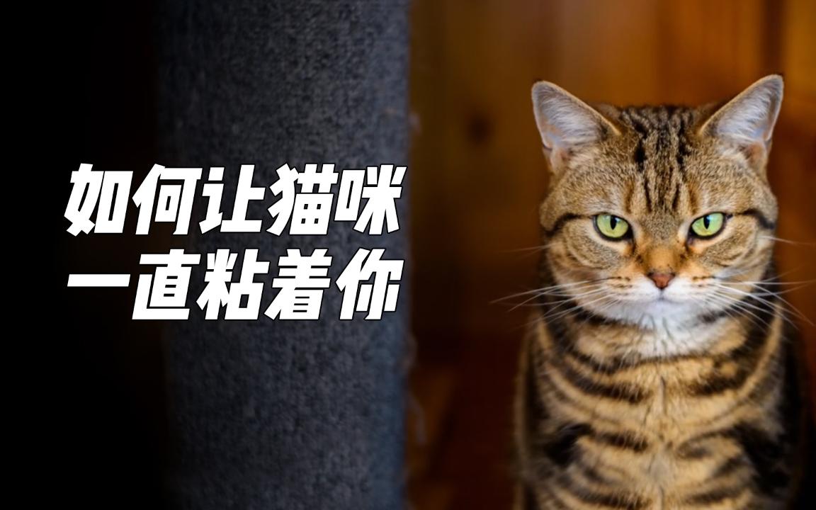 [图]如何让猫咪一直粘着你？这么简单的教程没想到火了