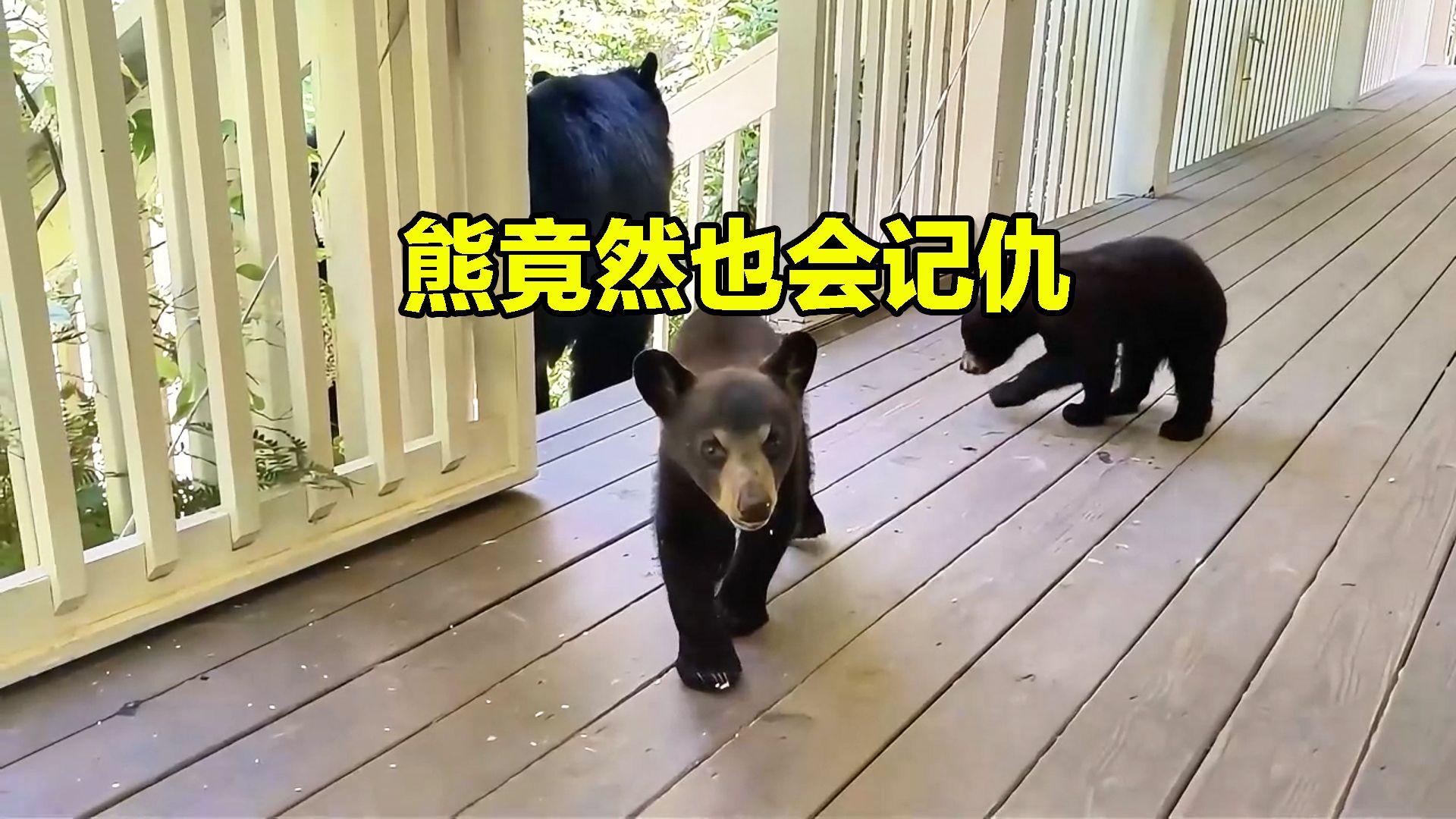 壁纸 动物 狗 狗狗 1920_1080