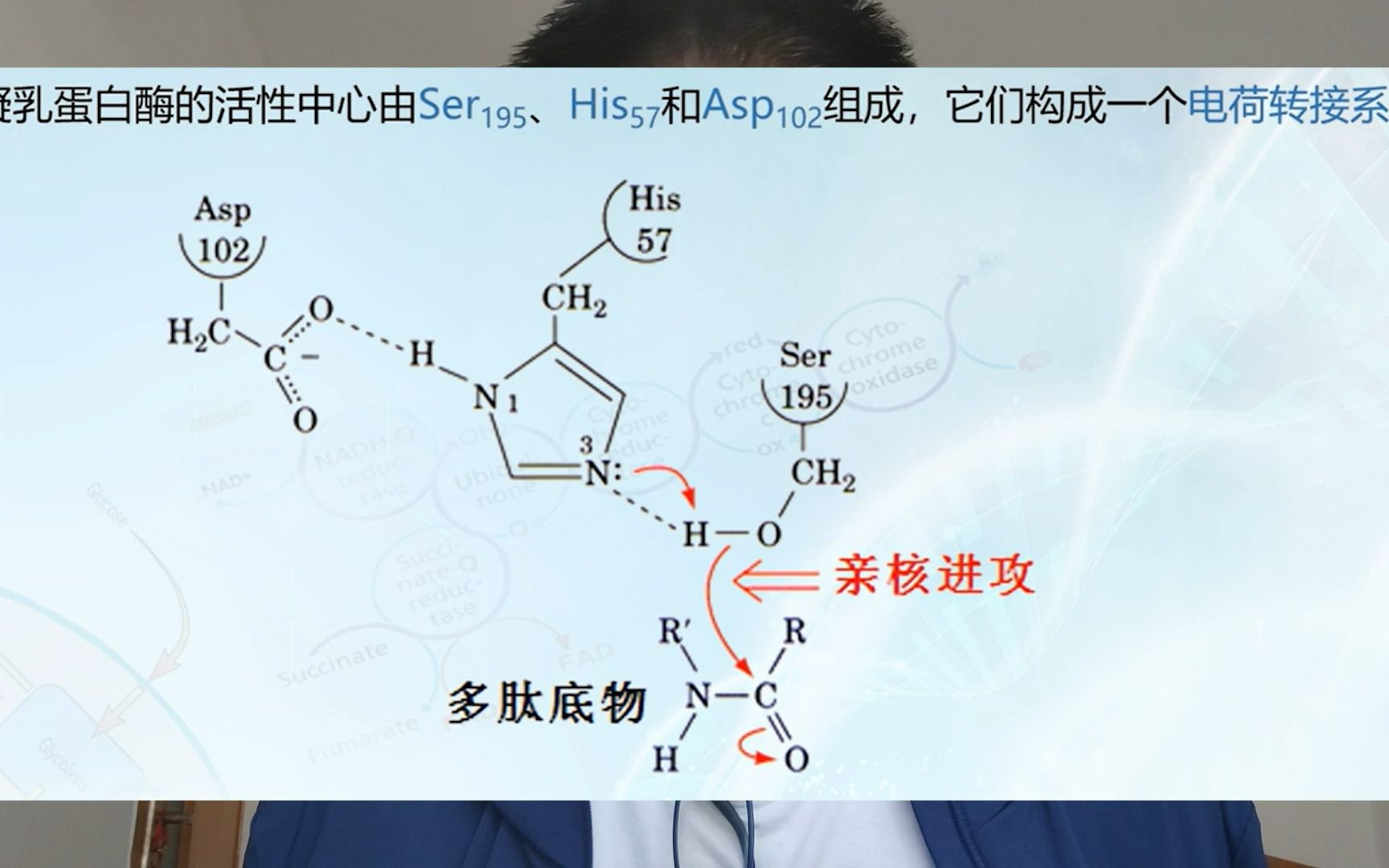 [图]同类相食到底会不会感染朊病毒？【第1期视频补充】