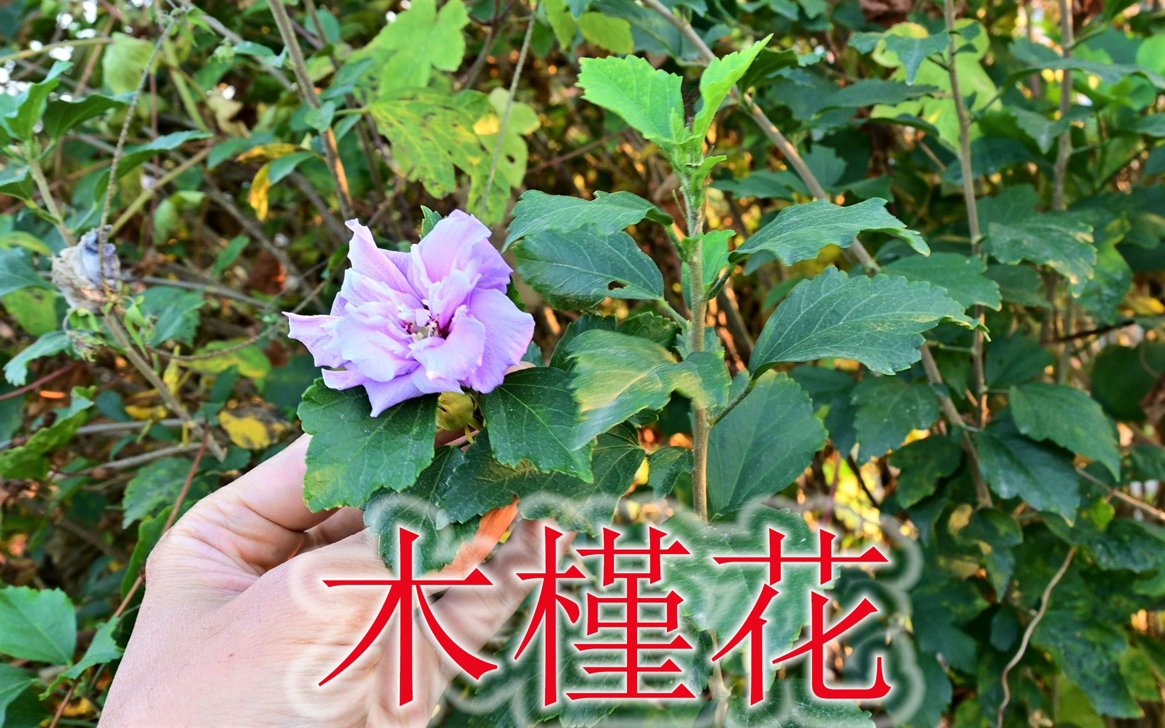 农村的木槿花是个宝,花做菜蔬少有售卖,好处很多人不知道哔哩哔哩bilibili