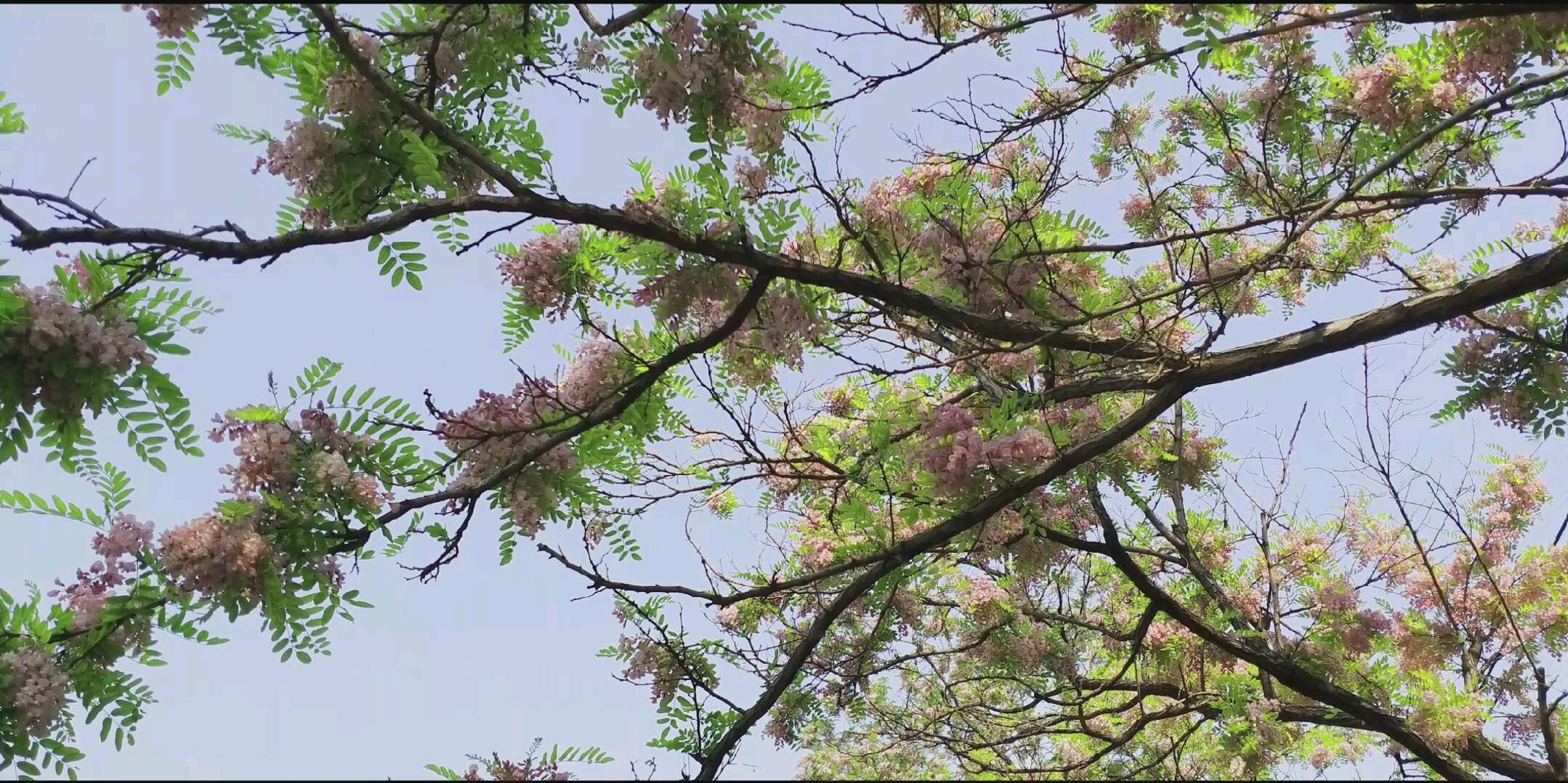 绿槐风过午荫凉