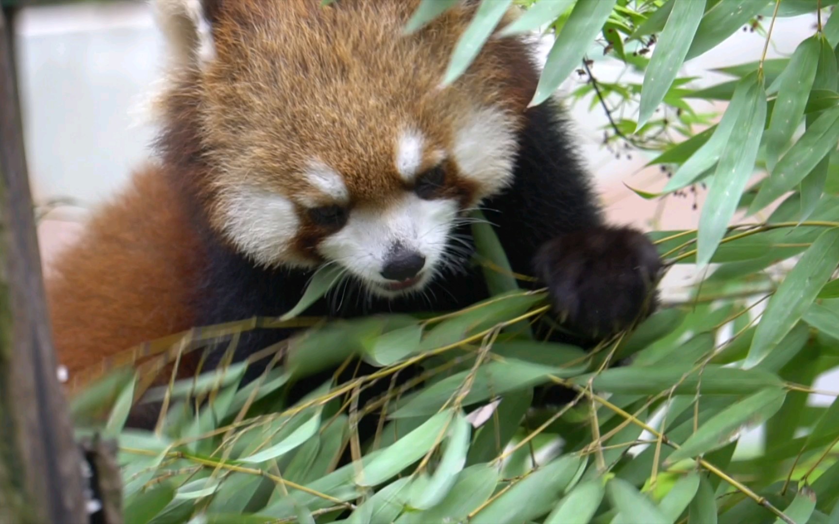 小熊猫滚滚解说图片