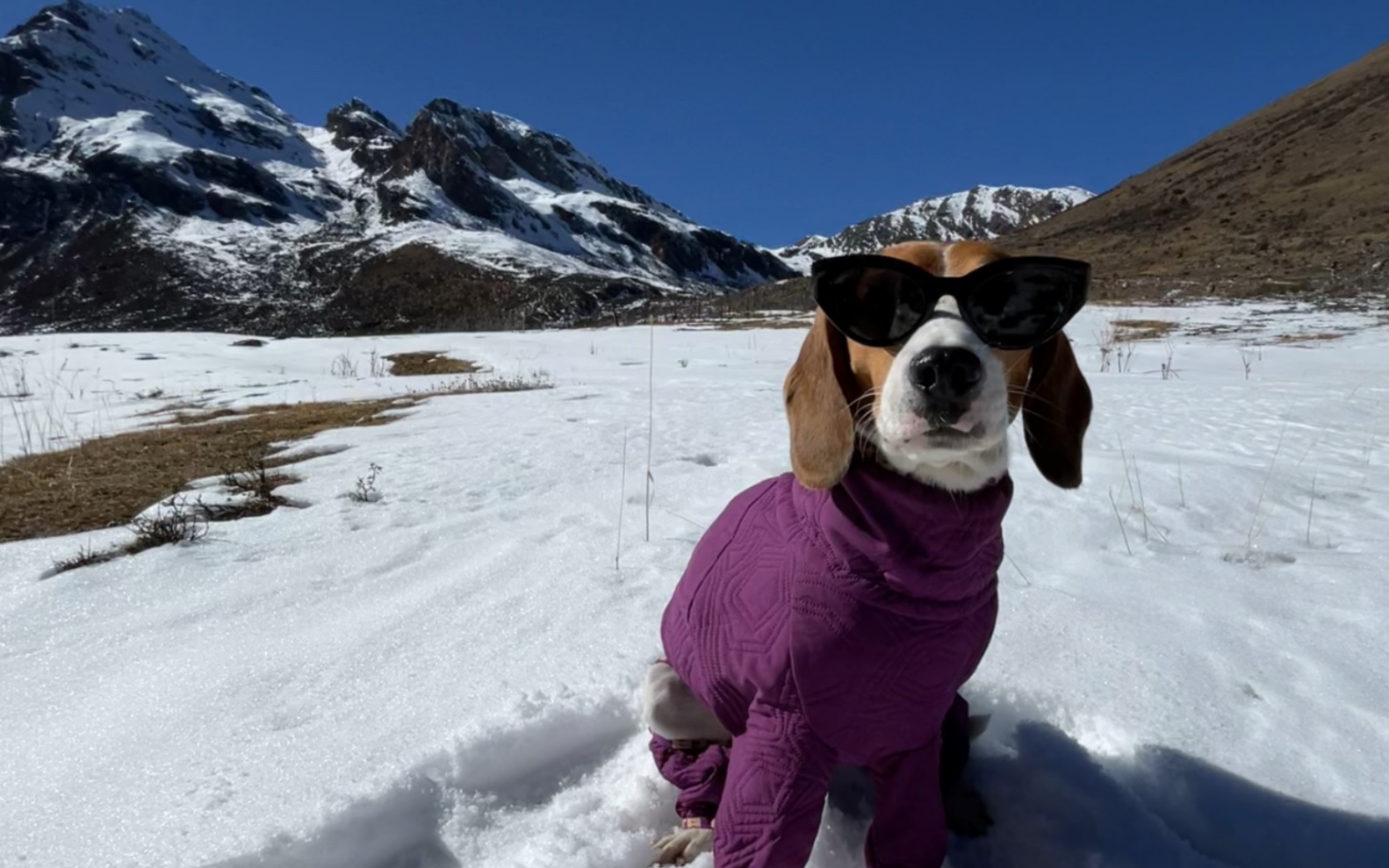 【比格犬卢旺达】四千米海拔 雪山下吃吃罐头