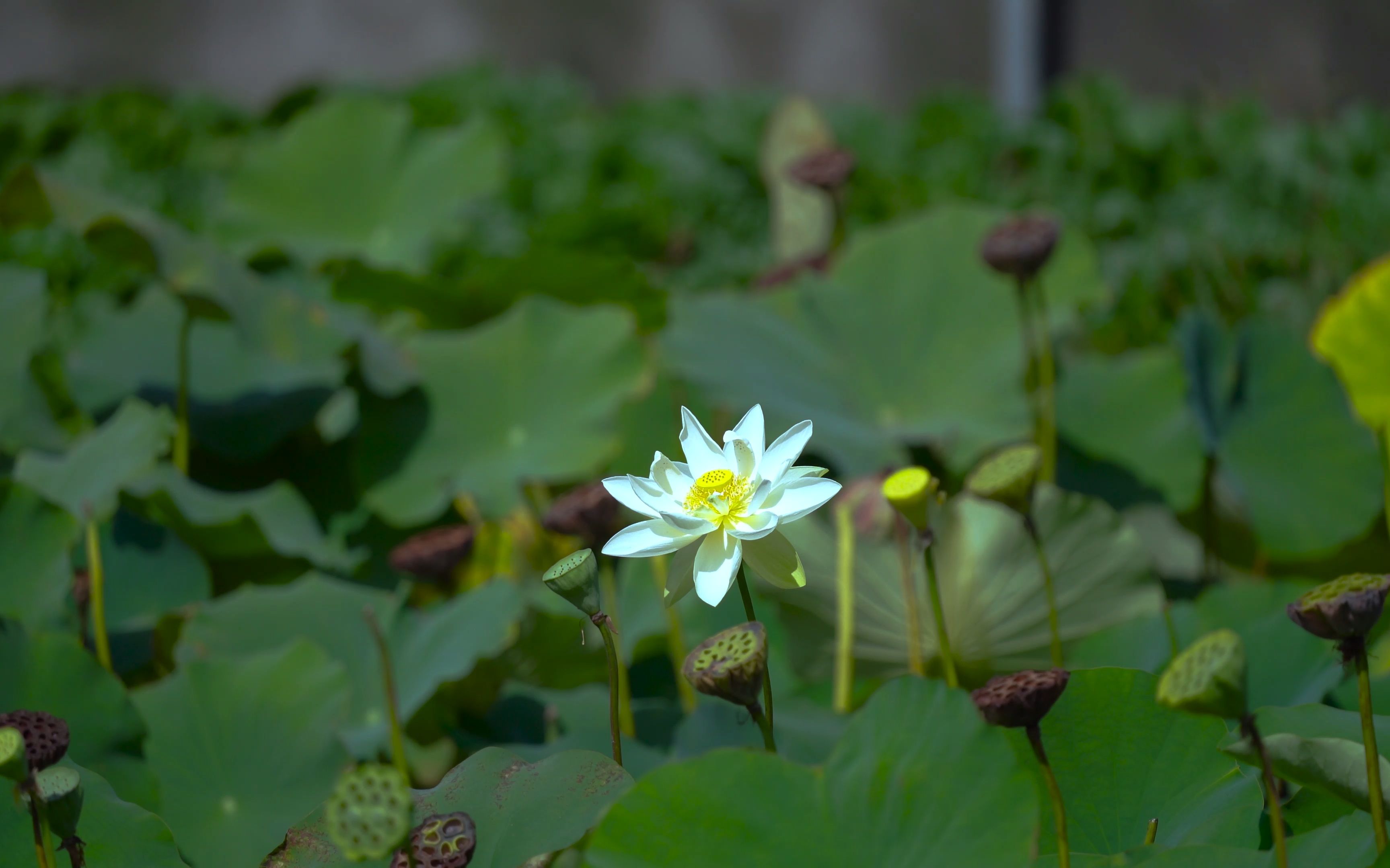 空镜头视频 荷花莲花花朵植物 素材分享哔哩哔哩bilibili