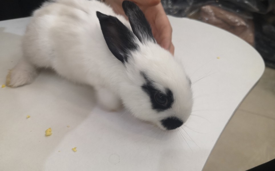 【兔兔子】 一直黑耳朵黑眼睛的人间萌物