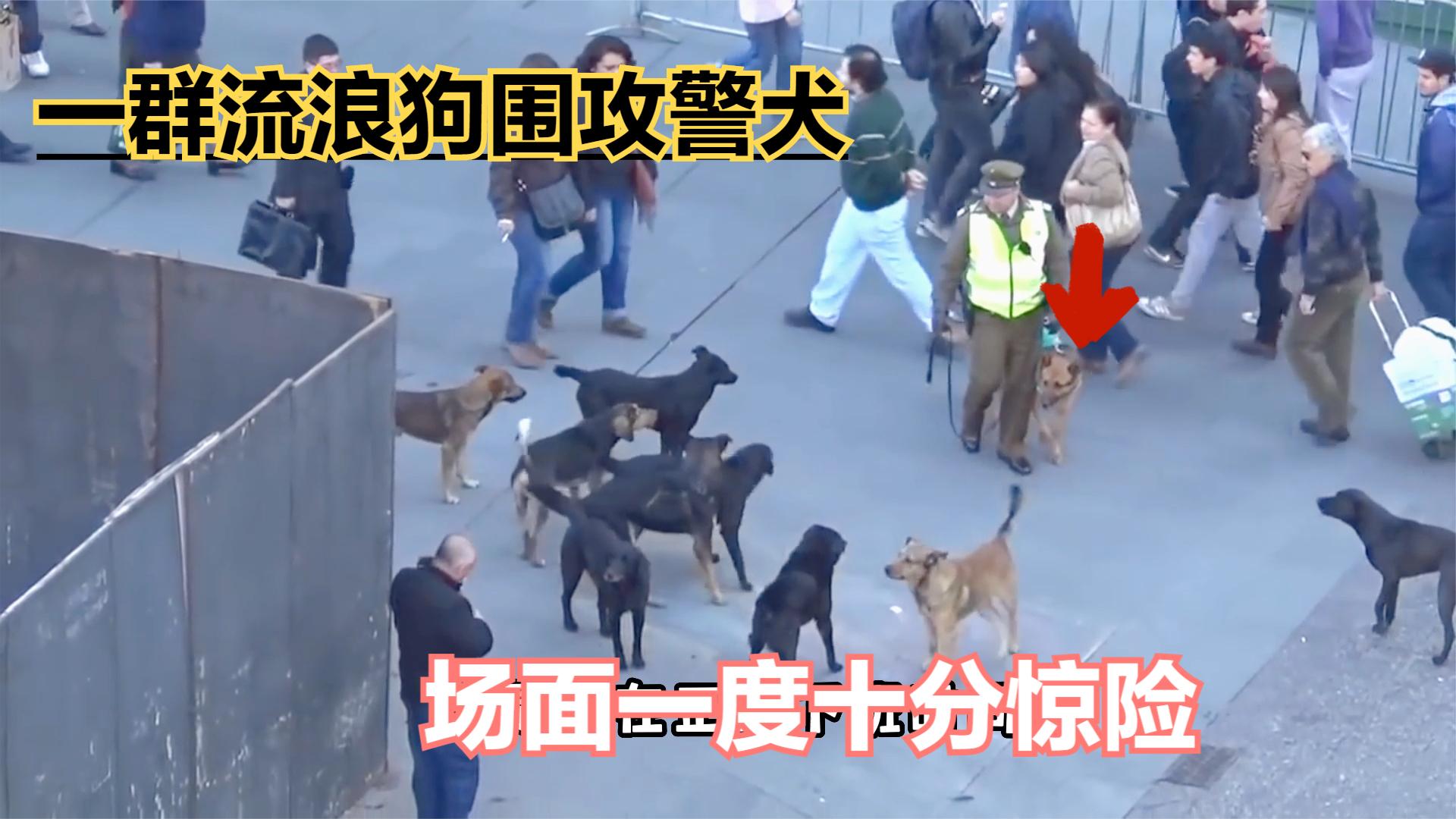 [图]街头出现惊险一幕，一群流浪狗围攻挑衅警犬，路人纷纷出手援助！