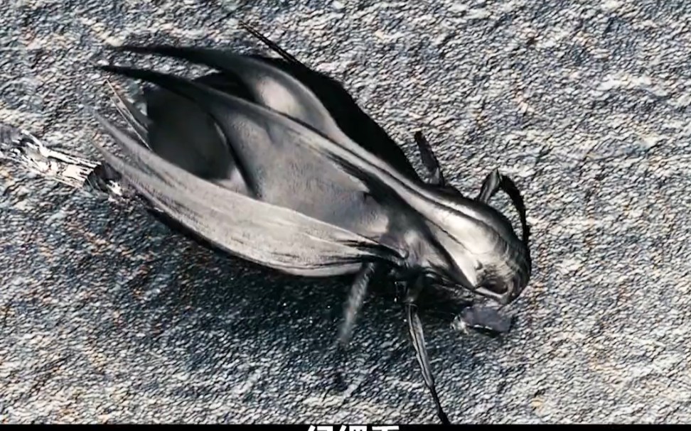 纳米虫精彩剪辑解说分享第一段