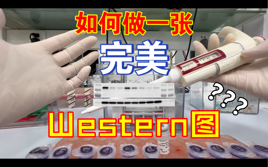 [图]生物实验室日常之Western blot，但是CS视角？WB实验过程全记录