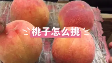前川桃子-哔哩哔哩_Bilibili