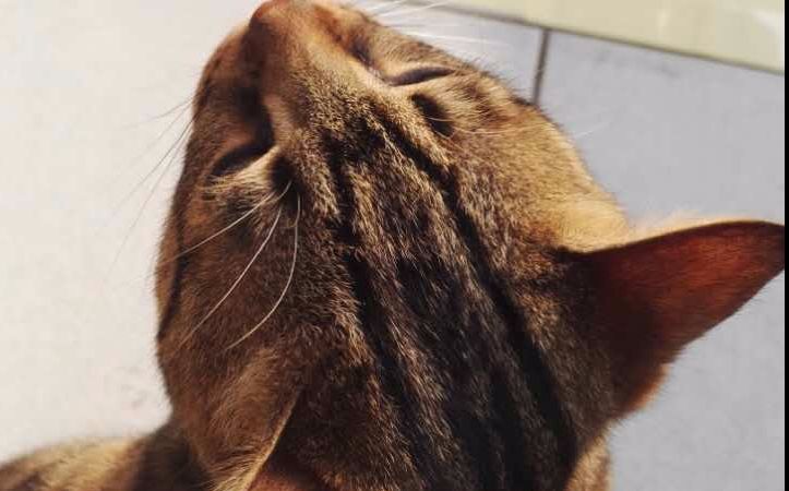 【狸花猫】睡醒挠挠头