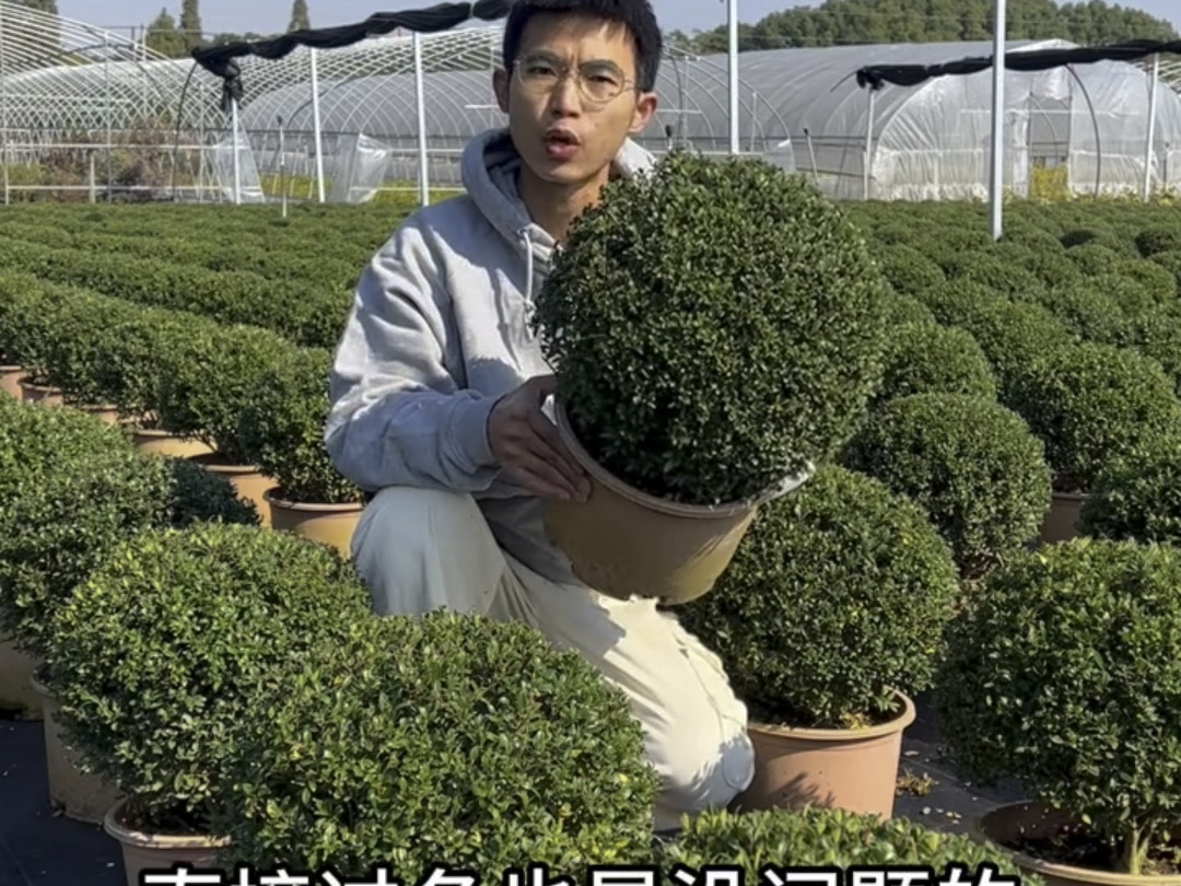 球形植物新品种"齿叶冬青",整体表现非常好的花园庭院球形植物#园艺