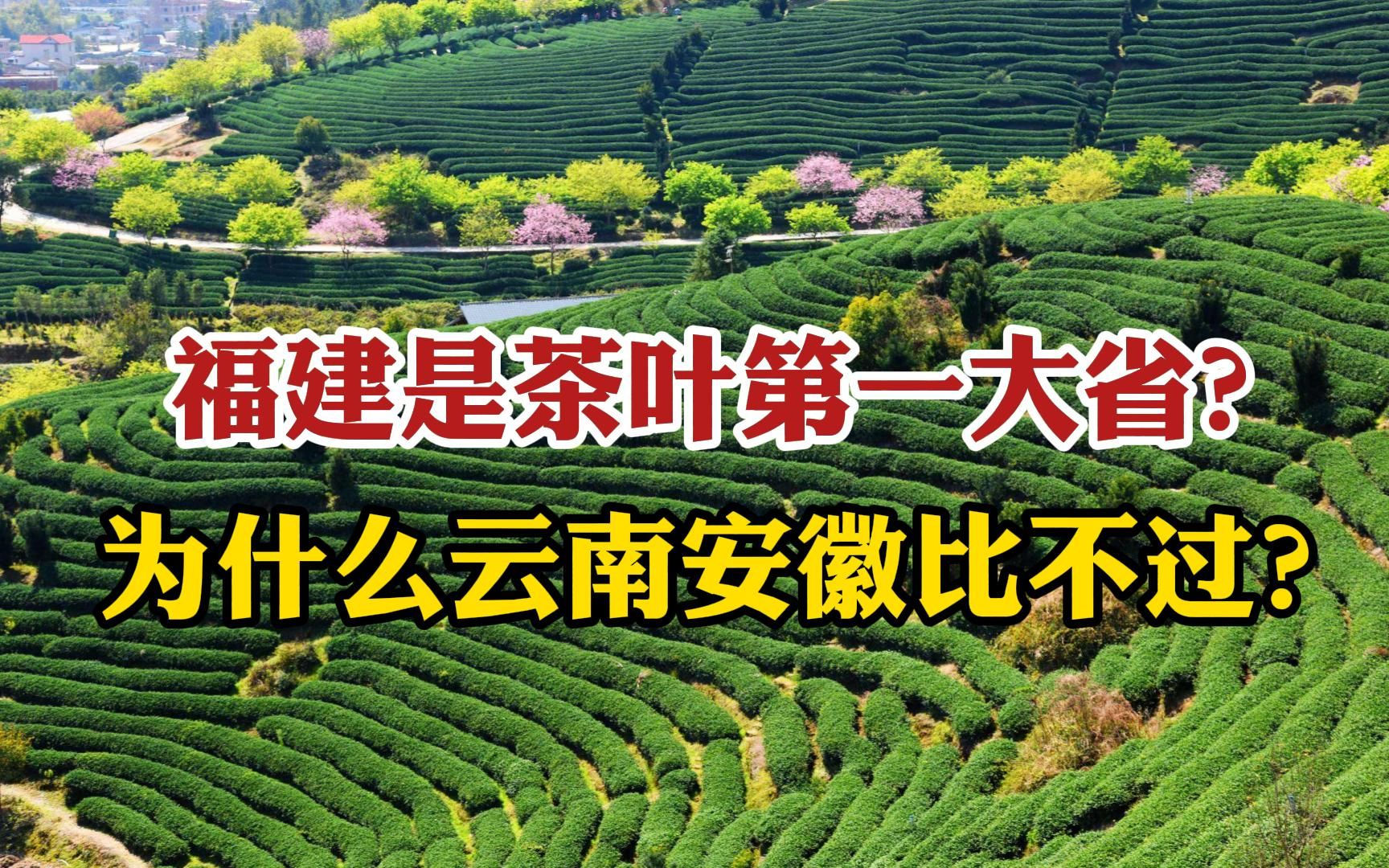 福建是茶叶第一大省?为什么云南安徽比不过?原因比较扎心!哔哩哔哩bilibili