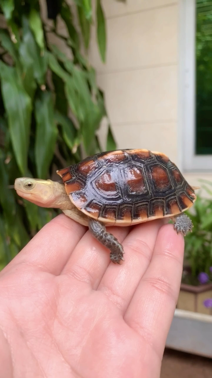 神似安缘的红台缘,可惜体型上差很多