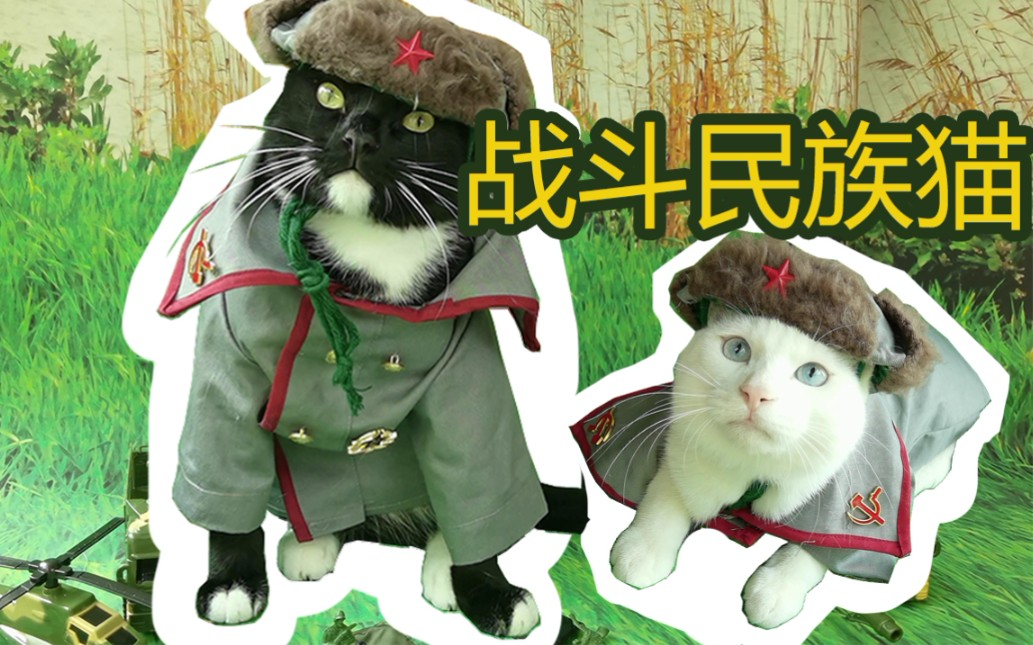 主人给猫猫做套苏维埃战斗民族服装穿～气氛瞬间苏起来!
