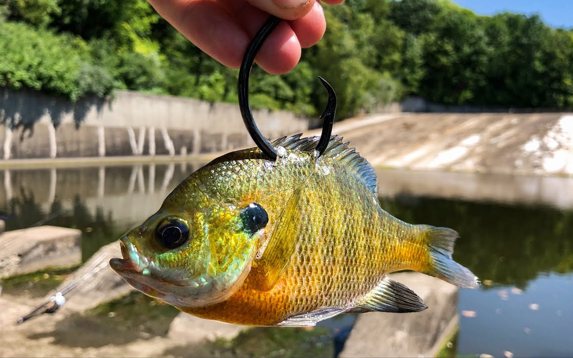 【北美路亚】用太阳鱼在泄洪道里钓到神秘大鱼!【搬运/熟肉】