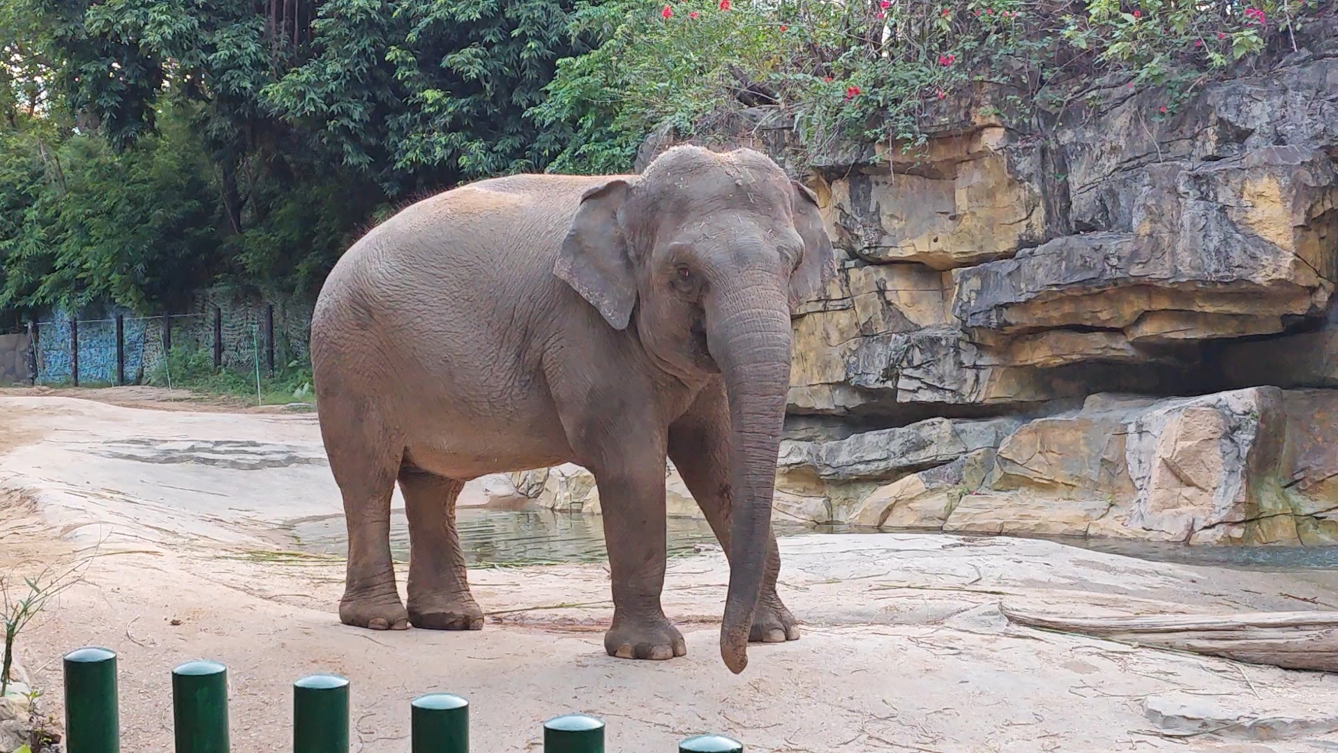临沂动植物园大象图片